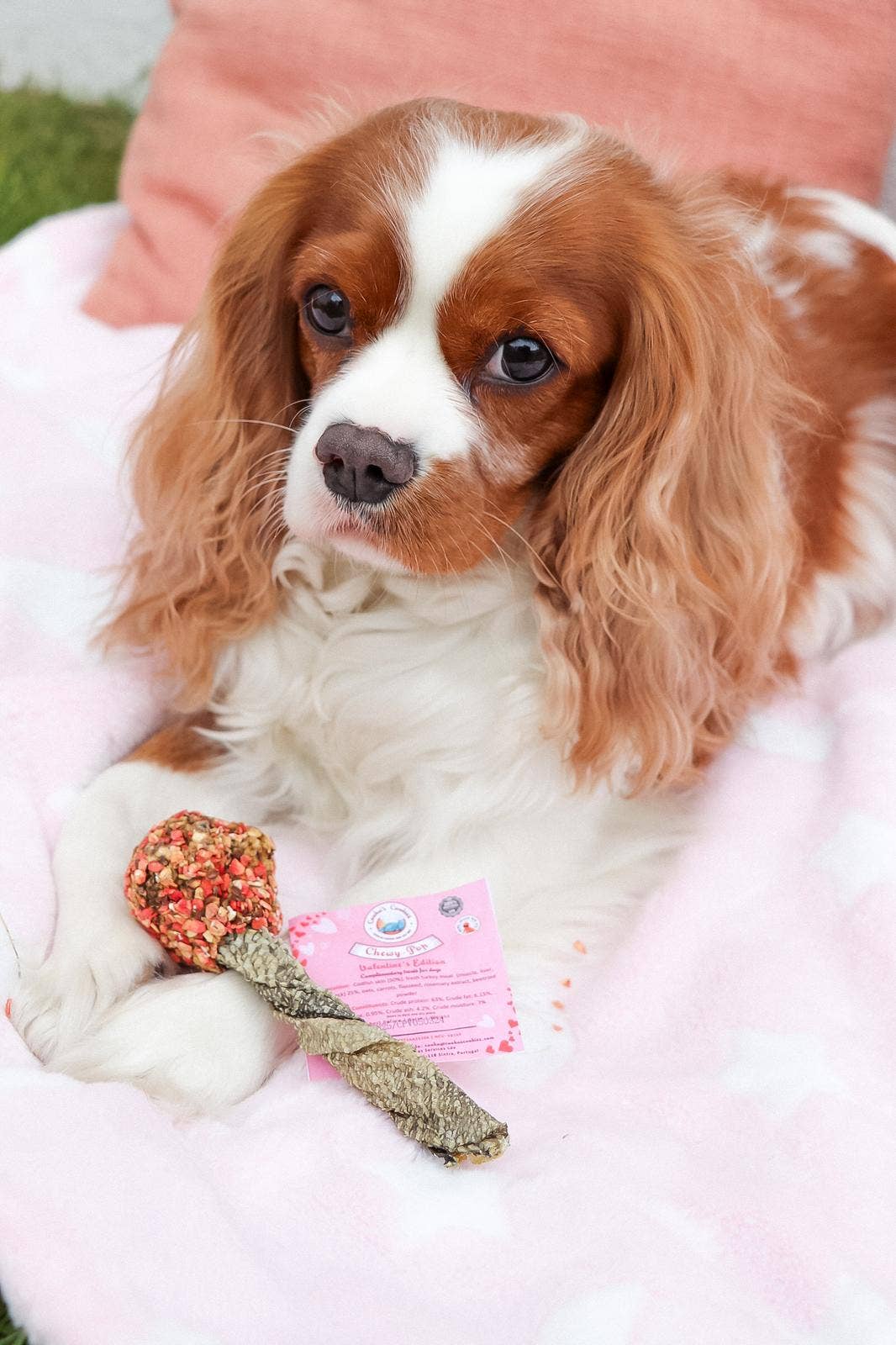 Dog lying on a pink blanket with a toy next to it