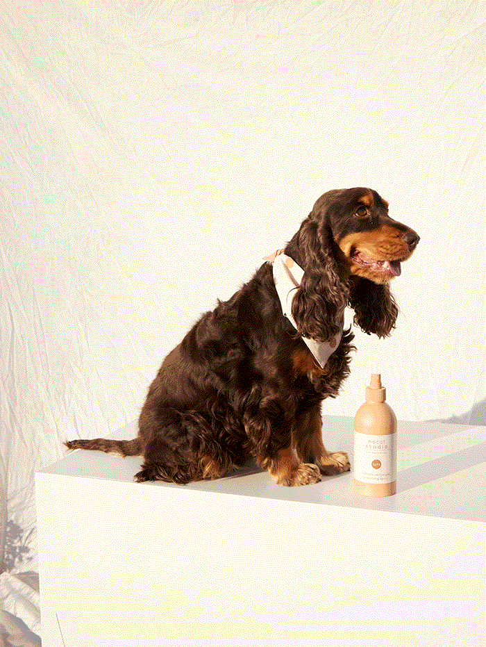 Refresh+Detangle Grooming Spray LUFT 375 ml – 3-in-1 Dog Spray