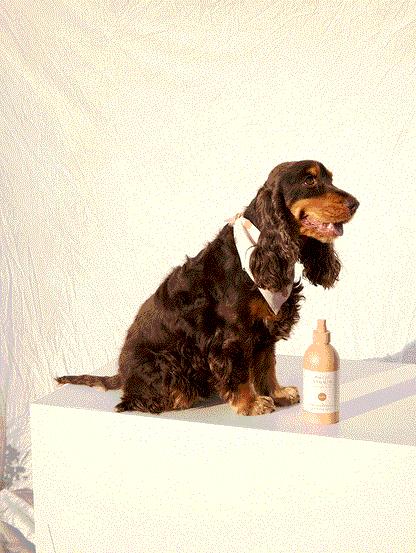 Refresh+Detangle Grooming Spray LUFT 375 ml – 3-in-1 Dog Spray