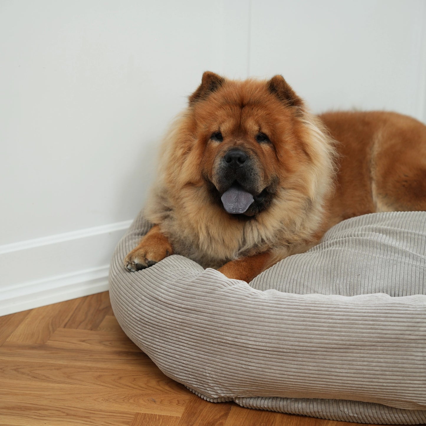 Brown dog lying on a gray pet bed against a white wall.