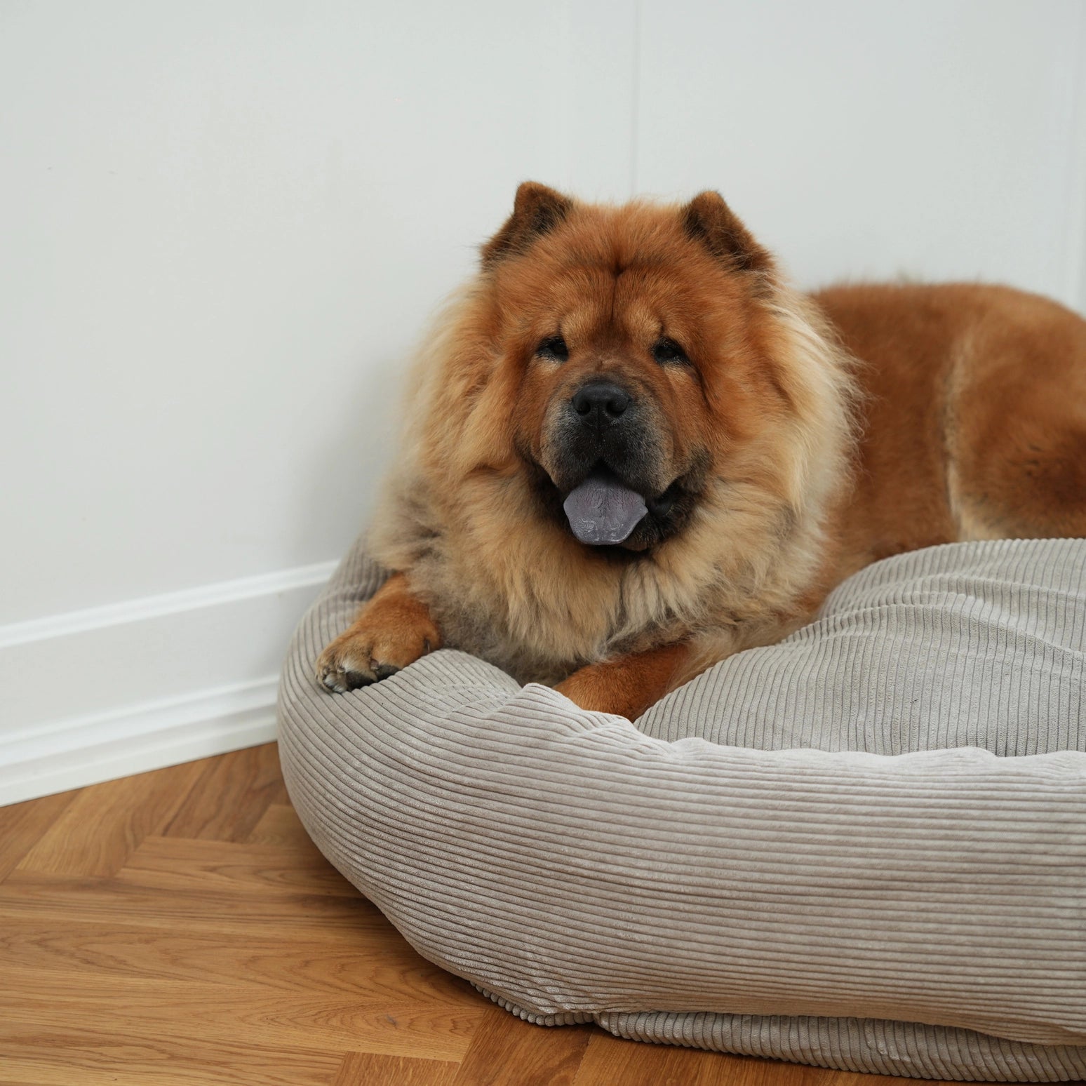 Brown dog lying on a gray pet bed against a white wall.
