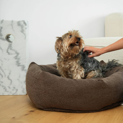 Small dog sitting in a brown pet bed with a person petting it, in a room with a white wall and wooden floor.