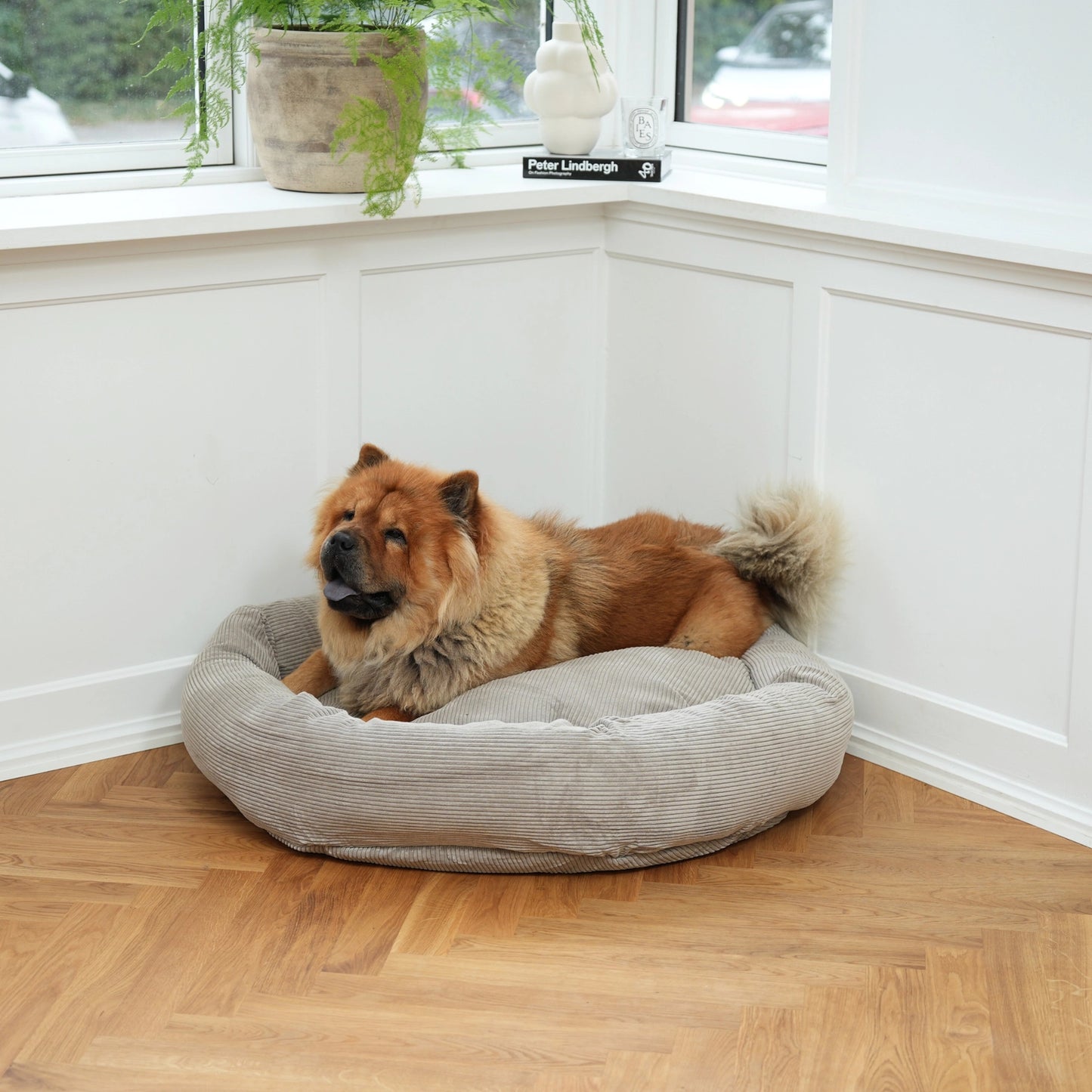 Dog lying on a cushioned pet bed in a room with a window and plant.