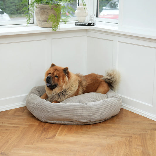 Dog lying on a cushioned pet bed in a room with a window and plant.