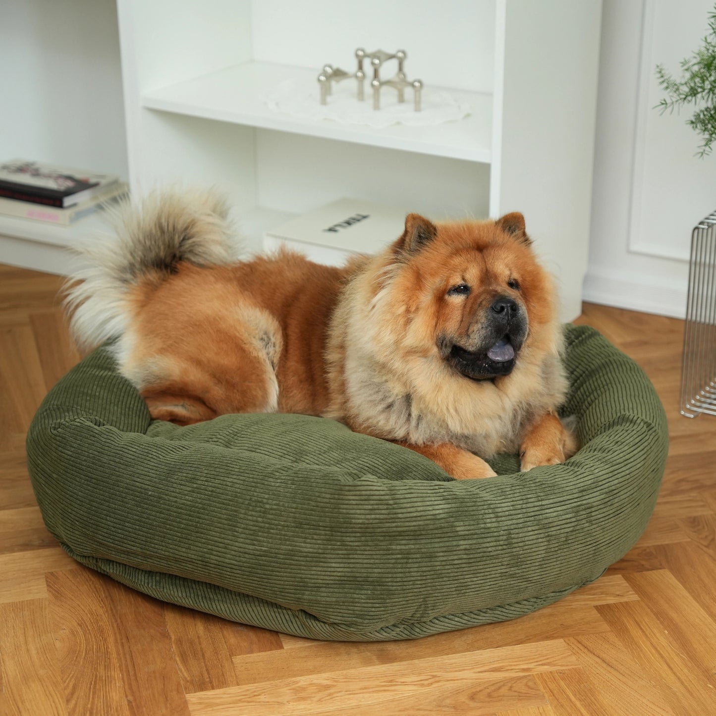 Dog sitting on a green pet bed in a home setting