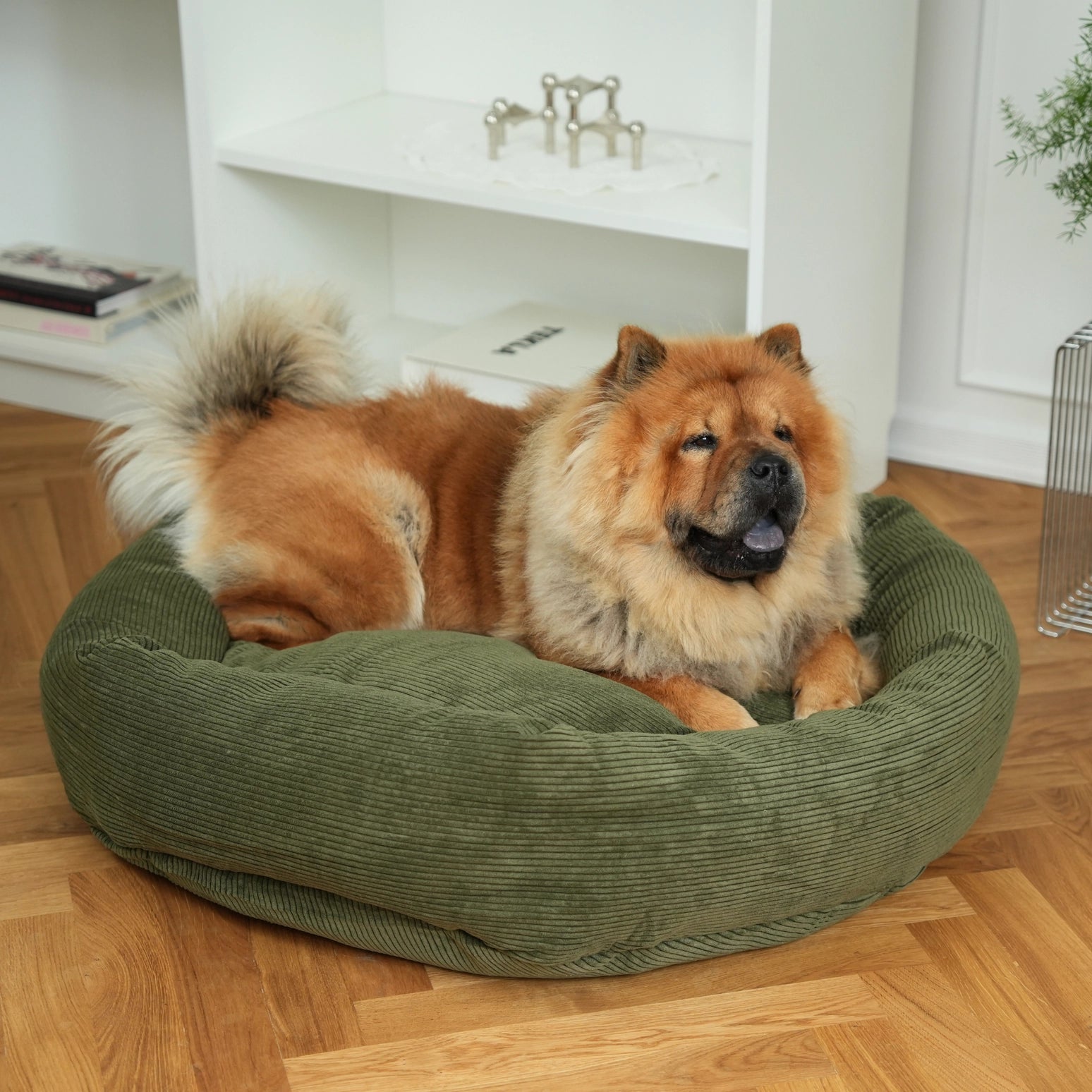 Dog sitting on a green pet bed in a home setting