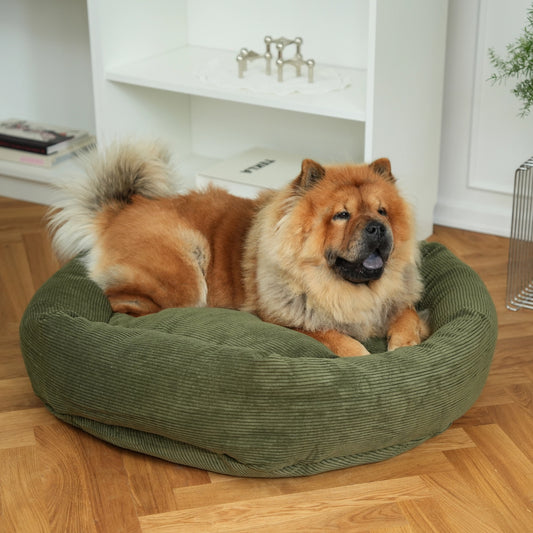 Dog sitting on a green pet bed in a home setting