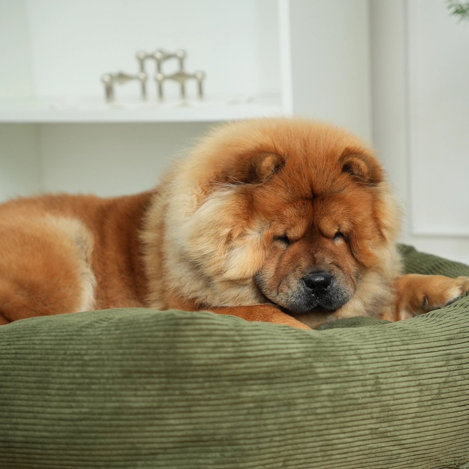 Brown dog lying on a green cushion indoors