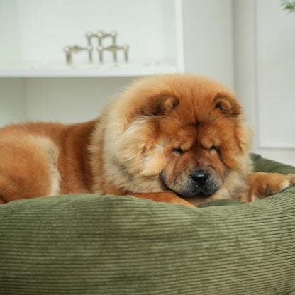 Brown dog lying on a green cushion indoors