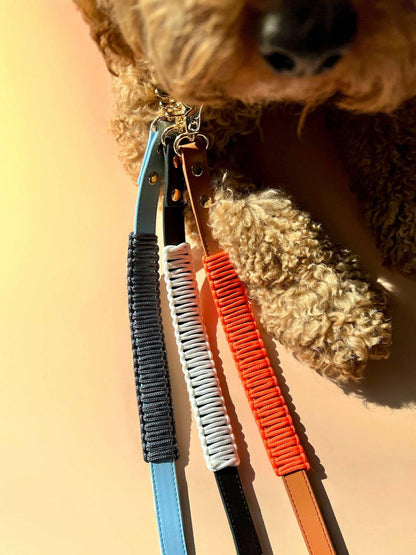 Close-up of a dog's face with colorful leashes attached, on a warm-toned background