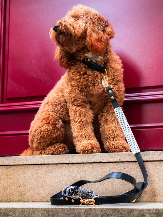 Brown dog sitting on steps with a black leash and collar in front of a red door.