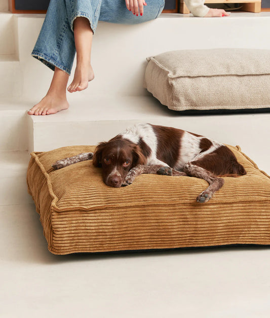 Dog lying on a brown pet bed with a person sitting on steps in the background.
