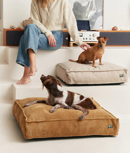 Two dogs on large pet beds with a person sitting on stairs in a home setting.