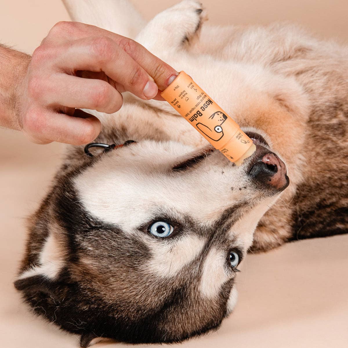 Person holding a tube of dog treats above a dog's nose