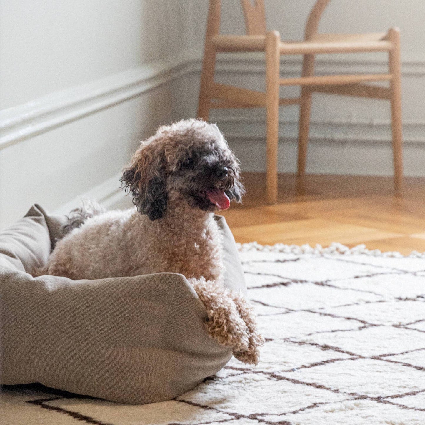 Small dog sitting on a beige cushion in a room with wooden floor and chair.