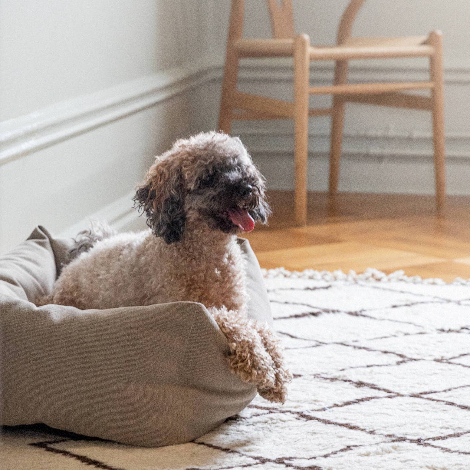 Small dog sitting on a beige cushion in a room with wooden floor and chair.