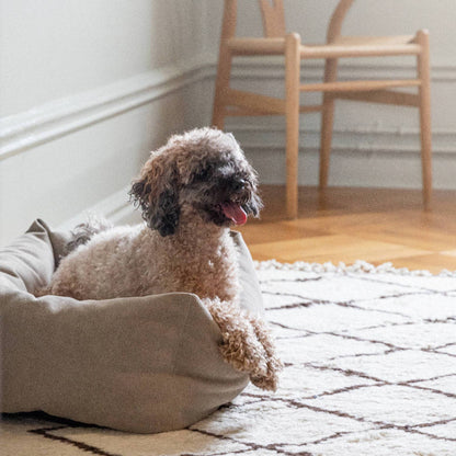 Small dog sitting on a beige cushion in a room with wooden floor and chair.