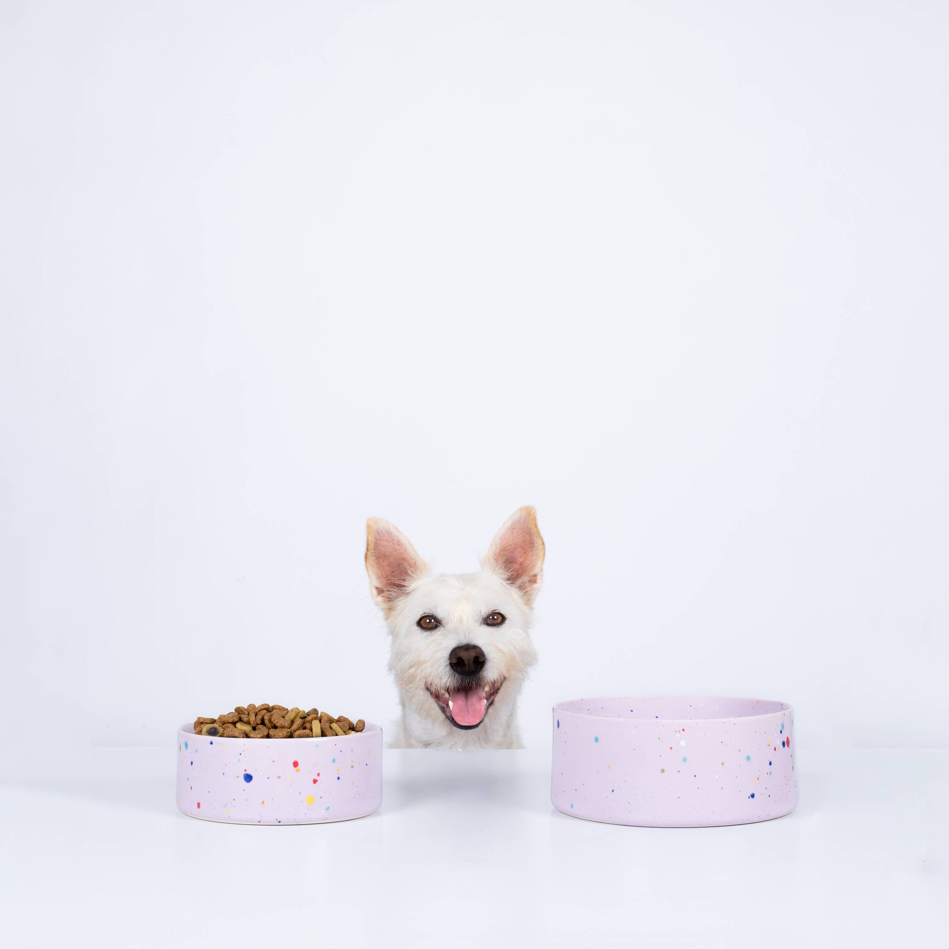 White dog with two ceramic dog bowls on a light gray background