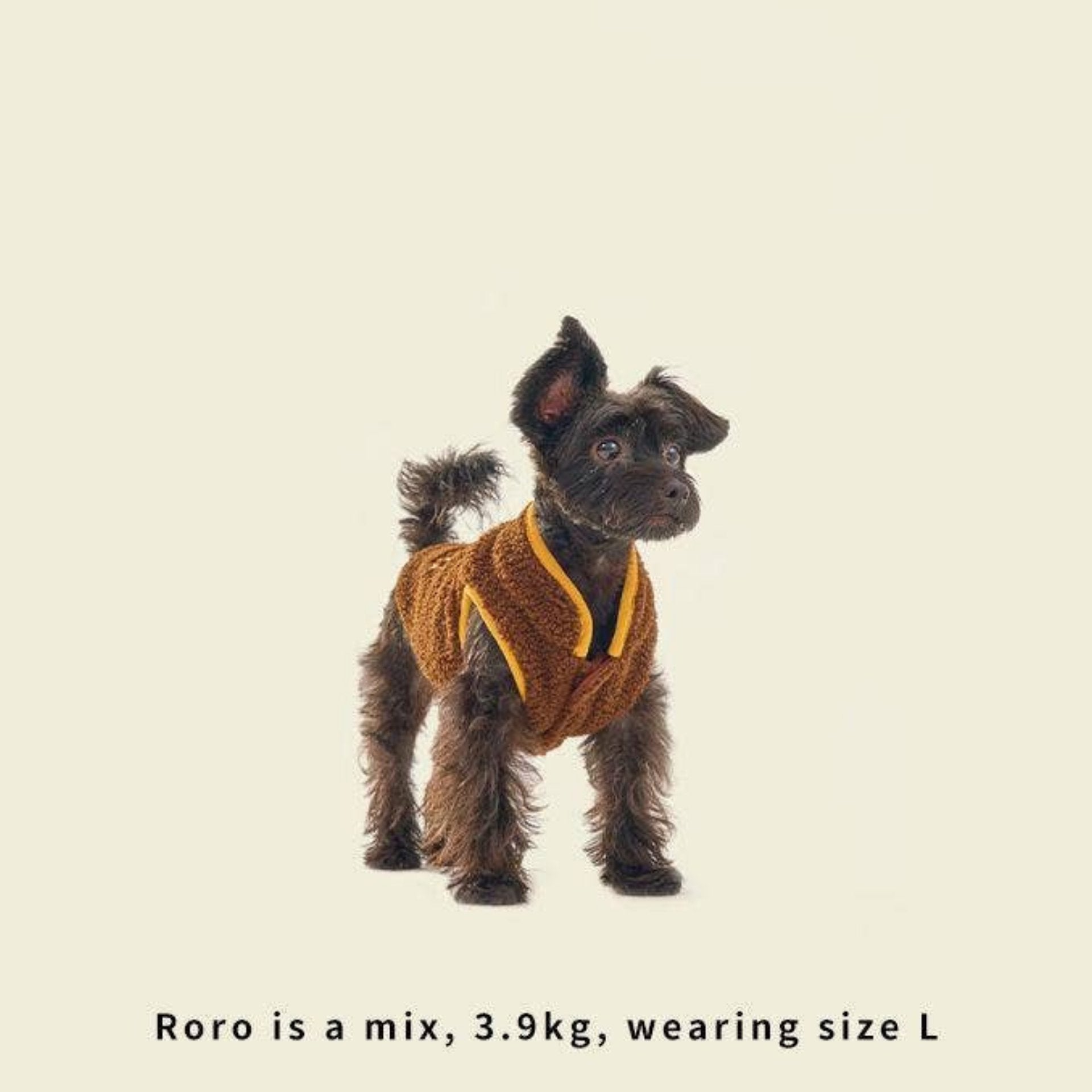 Small dog wearing a brown sweater on a beige background