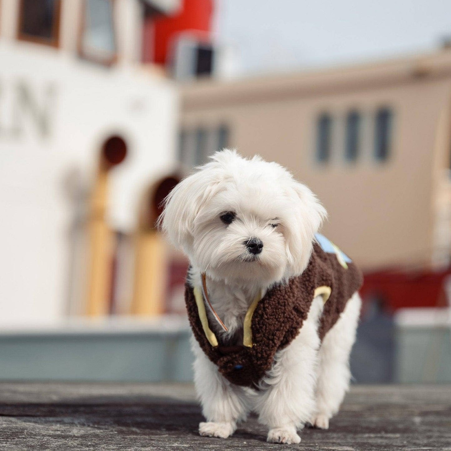 Small white dog wearing a brown sweater with a blurred background and 'LIKA' branding.