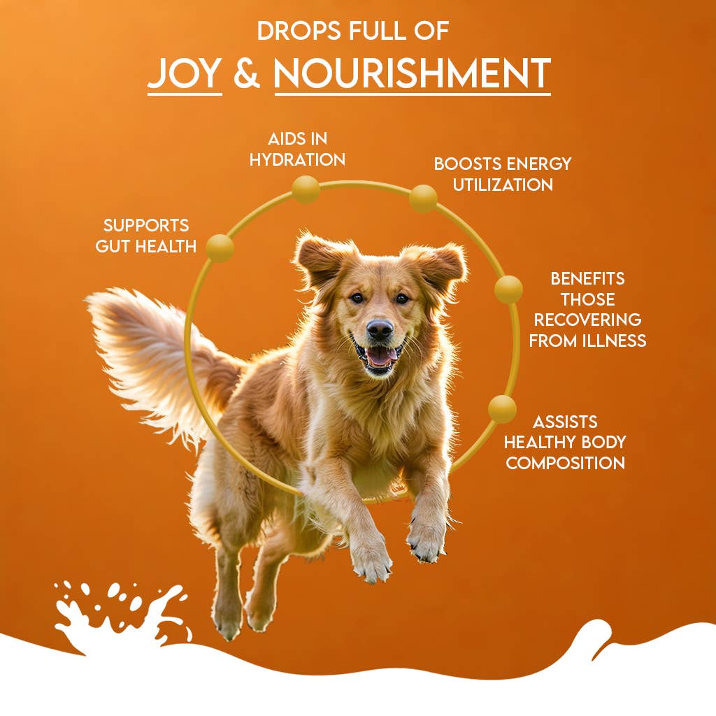 Dog with benefits of a product on an orange background