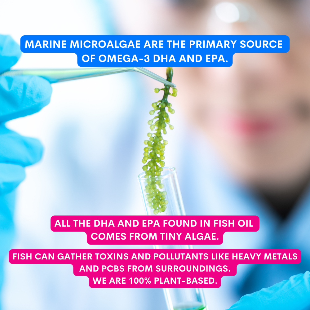 A close-up of gloved hands holding a test tube with a green microalgal sample, with a blurred person in a lab in the background. Large text overlays state that marine microalgae are the primary source of omega-3 DHA and EPA, and that fish can gather toxins and pollutants from the surroundings.