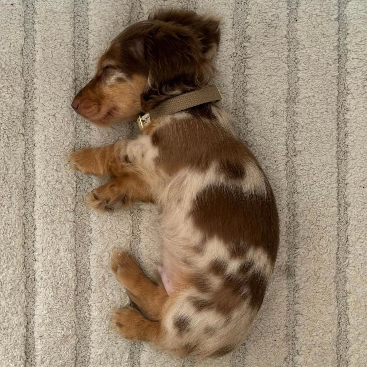 Small brown and white dog lying on a striped carpet