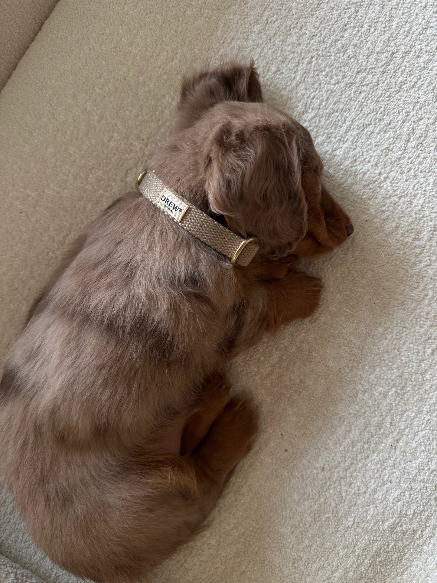 Brown dog lying on a carpeted floor wearing a collar with a tag.