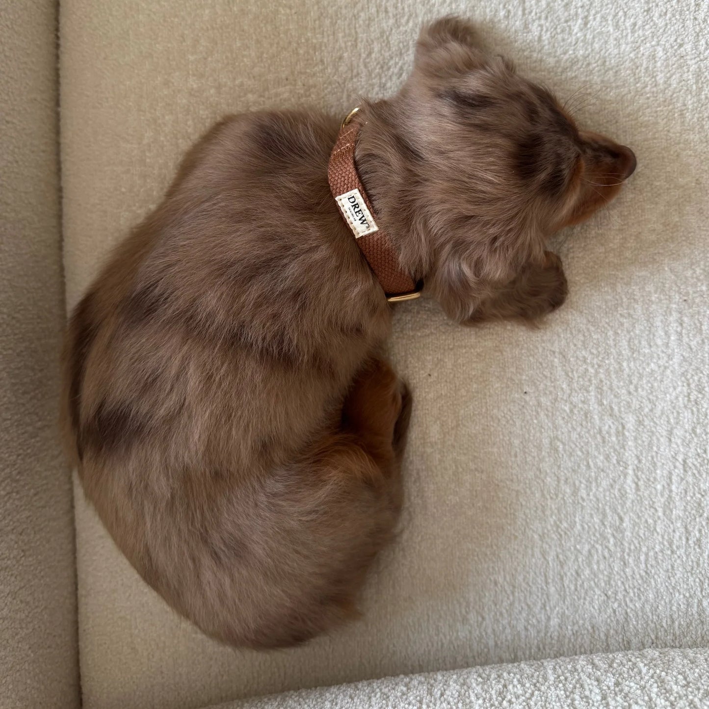 Puppy Collar Brown – Eco-Friendly & Adjustable XS