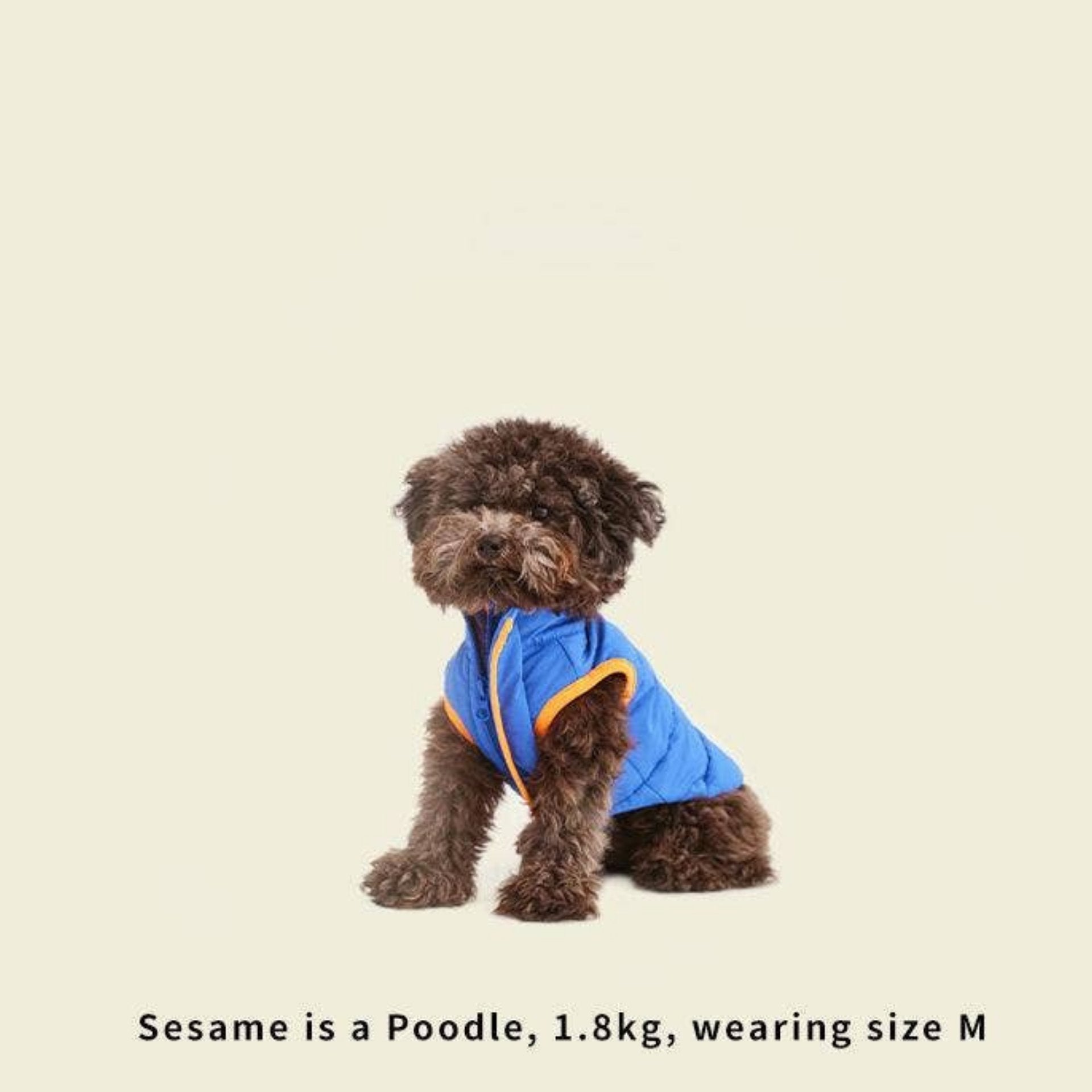Dog wearing a blue jacket on a beige background with 'LIKA' branding.