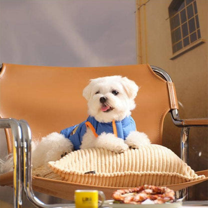 Small white dog in a blue sweater sitting on a chair with a plate of food and a cup.