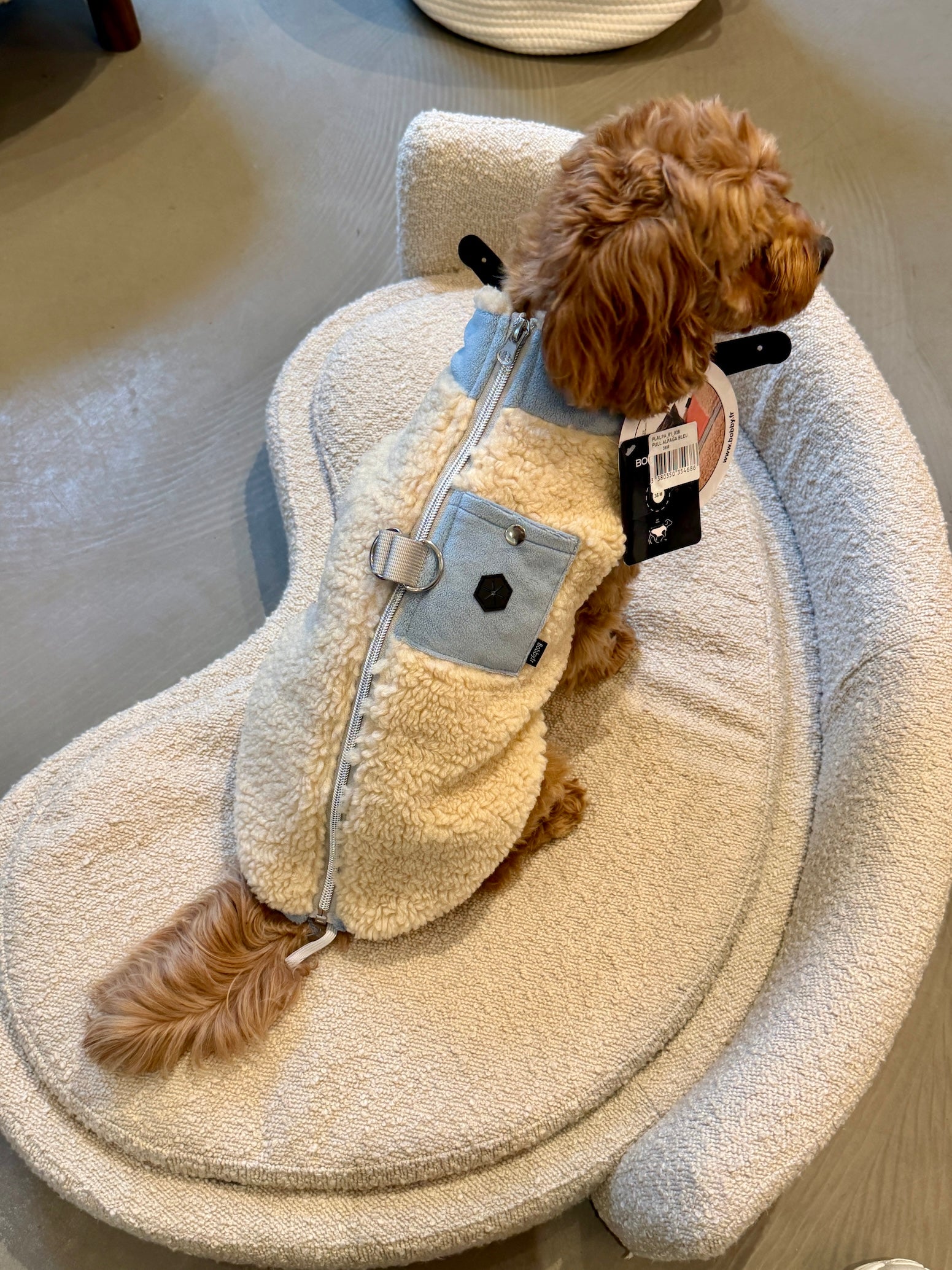 Small dog wearing a fluffy beige coat with a phone pocket on a textured surface.