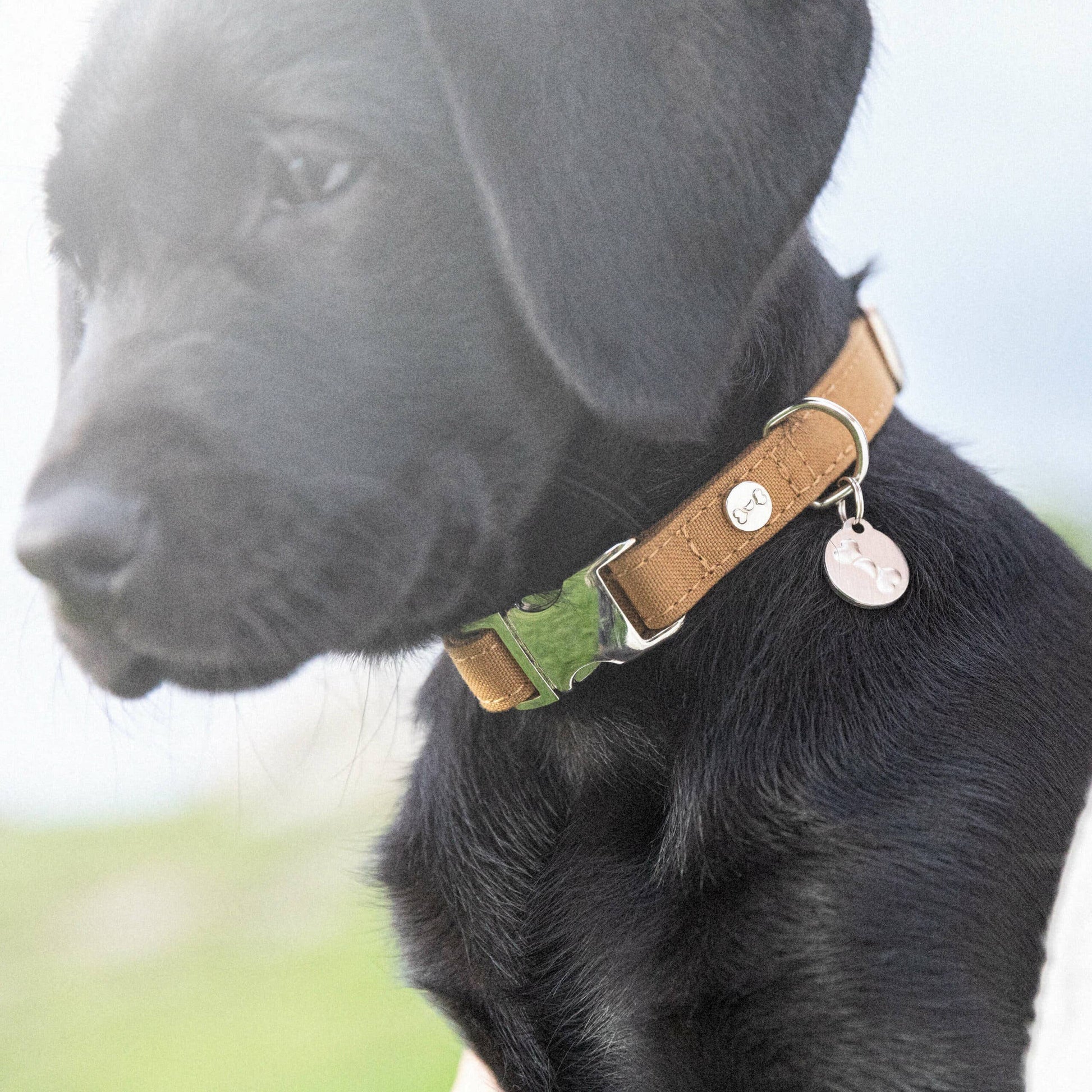 Black dog wearing a brown collar with green accents and a tag, outdoors.