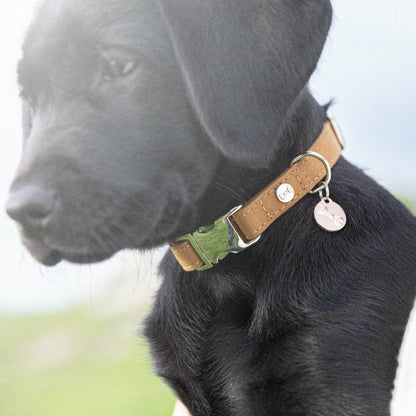 Black dog wearing a brown collar with green accents and a tag, outdoors.