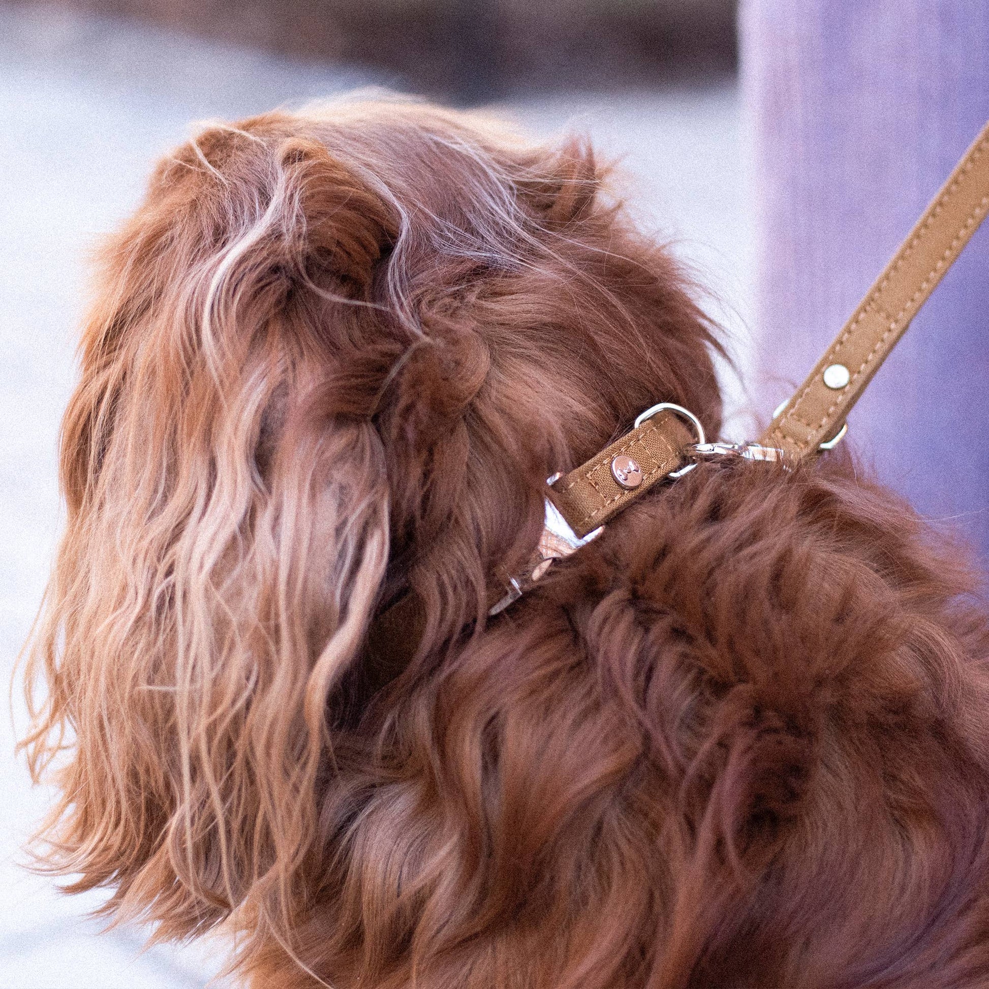 Close-up of a brown dog with a leather collar and leash.