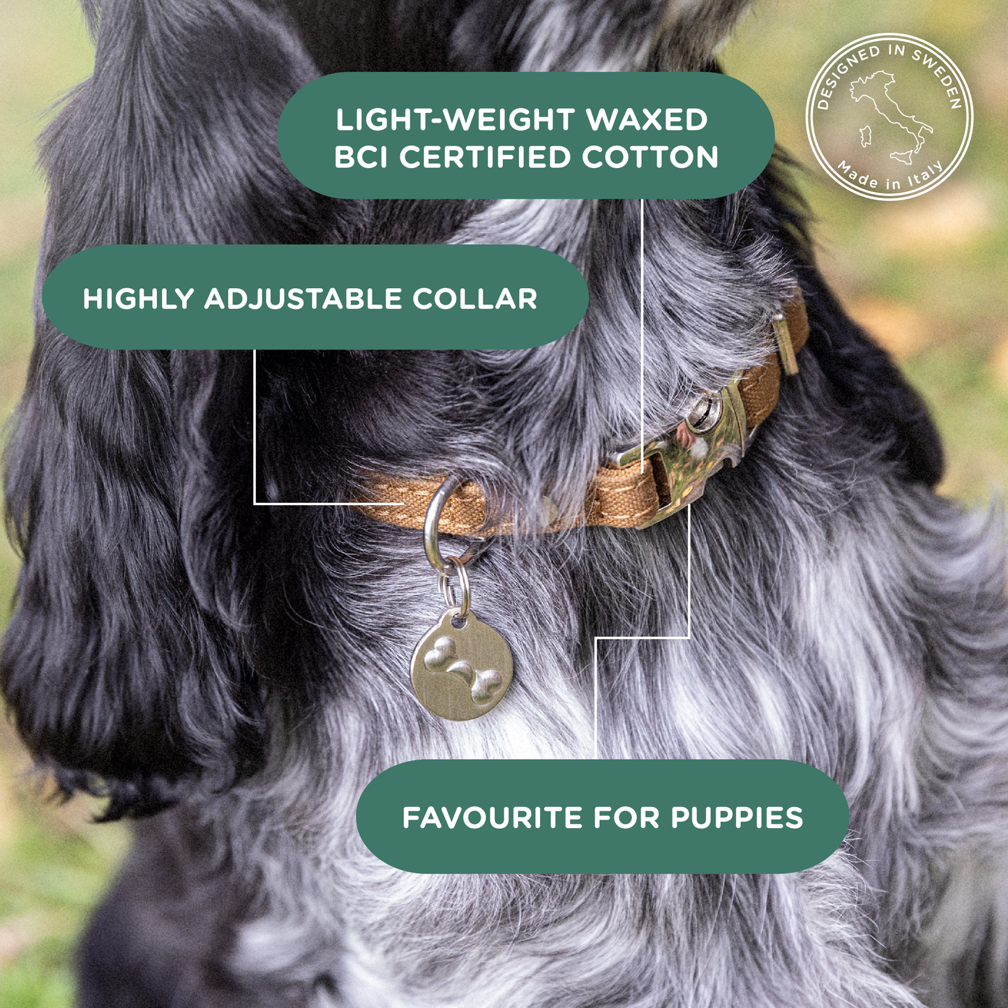 Dog collar with features highlighted on a dog's neck, set against a blurred natural background.