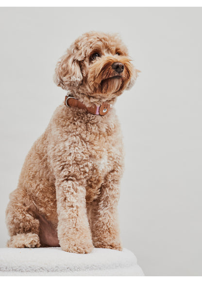 Brown dog sitting on a white surface with a light gray background