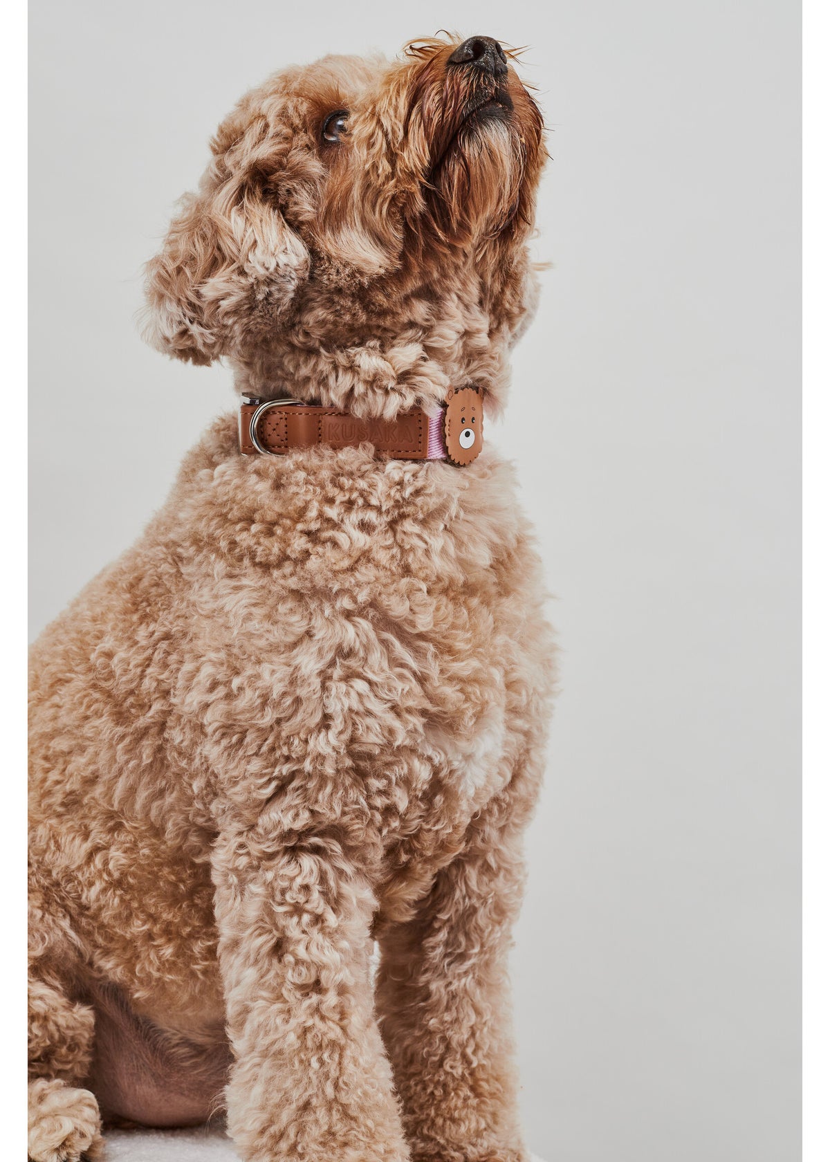 A light brown curly-haired dog wearing a brown leather collar with silver hardware, sitting against a solid light gray background.