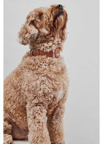 A light brown curly-haired dog wearing a brown leather collar with silver hardware, sitting against a solid light gray background.