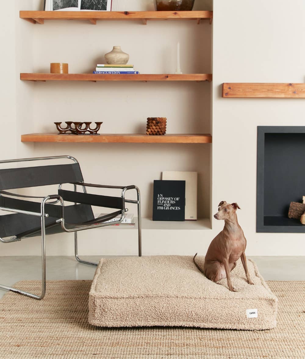 Dog sitting on a cushion in a room with wooden shelves and a chair.
