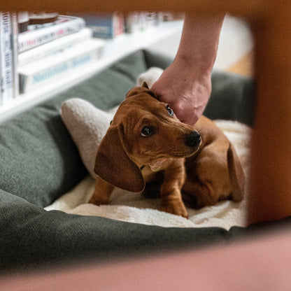 Person petting a small brown dog on a couch with books in the background