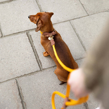 Brown dachshund on a yellow leash on a stone pavement