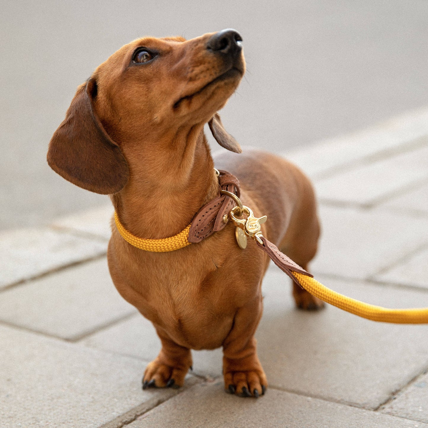 Small brown dog on a leash with a yellow collar, standing on a stone pavement.