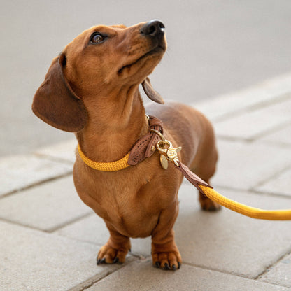 Small brown dog on a leash with a yellow collar, standing on a stone pavement.