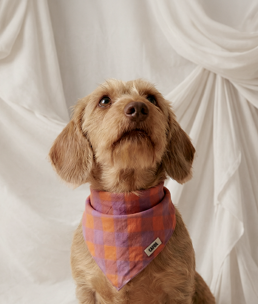 Dog wearing a plaid bandana against a white draped background