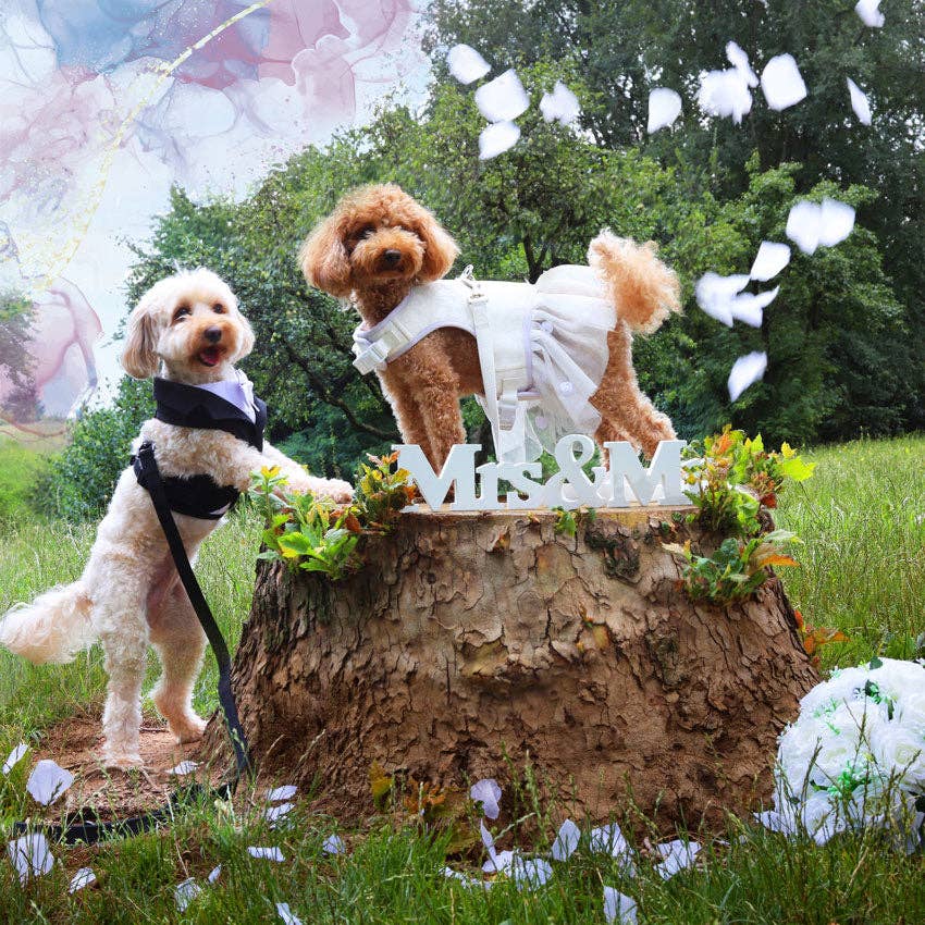 Two dogs on a grassy field with a decorative 'Mr & Mrs' sign on a tree stump.