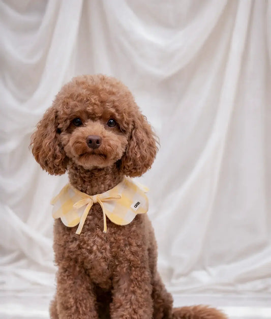 Yellow Gingham Dog Bandana – Adjustable Cotton | Lola